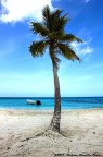 Saona Palm Saona Palm
