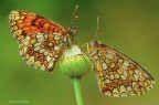 Melitaea athalia Melitaea athalia