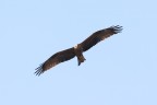 Nibbio bruno Nibbio bruno