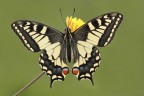 papilio machaon papilio machaon
