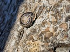 lumaca lumaca