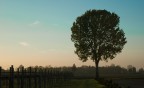 Albero con tramonto Albero con tramonto