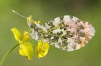 Anthocharis cardamines "Aurora" - maschio Anthocharis cardamines "Aurora" - maschio