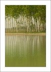 Verde speculare Verde speculare