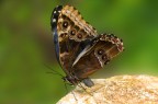 morpho peleides morpho peleides