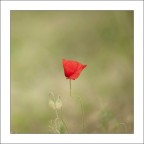 Di rosso l'esile risalto Di rosso l'esile risalto