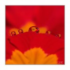 yellow red in five yellow red in five