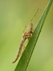 chironomide chironomide