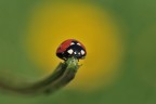 coccinella coccinella