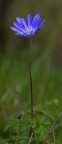 Anemone Anemone