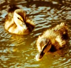 Sweet Childhood Sweet Childhood