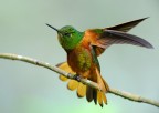 colibri' colibri'