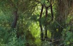 Riflessi naturali