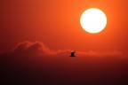 Alba in Camargue