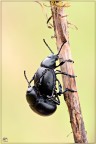 Thimarcha sp. in accoppiamento Thimarcha sp. in accoppiamento