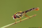 Sphaerophoria scripta (Syrphidae) Sphaerophoria scripta (Syrphidae)