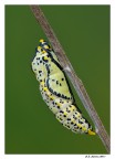 Crisalide di Aporia Crisalide di Aporia