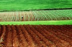 In campagna In campagna