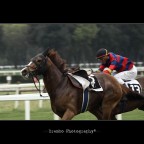 Cavallo pazzo... Cavallo pazzo...