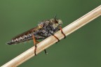 Machimus sp.