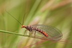 Crisopa Crisopa