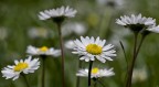 bellis perennis bellis perennis