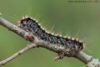 Eriogaster catax