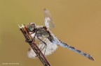 Sympetrum striolatum
