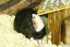 TANTO SONNO... TANTO SONNO...