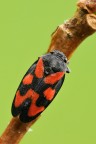 Cercopis vulnerata Cercopis vulnerata