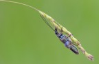 Oedemera nobilis Oedemera nobilis
