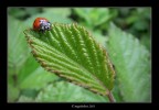 La mia lady... ladybird La mia lady... ladybird