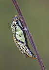 Crisalide di Aporia Crisalide di Aporia