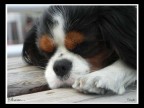 Sonno... Sonno...