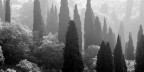 Bosco con cipressi Bosco con cipressi