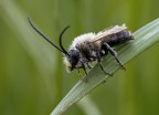 Eucera Longicornis Eucera Longicornis