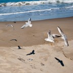 Gabbiani e ombre Gabbiani e ombre