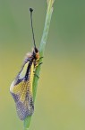 Libelloides coccajus Libelloides coccajus