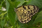 idea leuconoe idea leuconoe