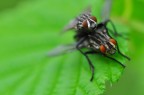 Ciao a tutti,ho da pochissimi giorni acquistato il tanto desiderato obiettivo macro, un bel Sigma 150mm.
Domenica sono uscito a fare qualche fotografia,ed essendo le primissime foto macro che faccio sono totalmente inesperto in questo genere.Vorrei postarne 2 o 3 per ricevere critiche o consigli su come migliorare.
So che non sono granch,ma come detto sono proprio le primissime foto macro che effettuo.

Dati Exif:
Nikon D90 - Sigma 150mm - ISO 500 - 1/250Sec - F/8 - 0Ev