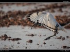 Ibis Sacro # 3