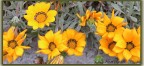 Fiori gialli Fiori gialli