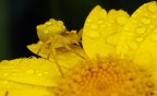 Thomisus Onustus Thomisus Onustus