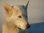 bianco su bianco bianco su bianco