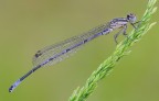 Coenagrion puella Coenagrion puella