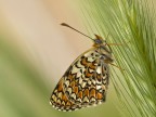 melitaea melitaea