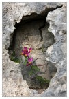 Su di una falesia di roccia dell'alto Garda mi sono imbattuto in questa stranezza della natura, l'erosione glaciale aveva asportato parte della stratificazione. All'interno dimorava in maniera stentata questo profumatissimo fiore primaverile.
Ivo