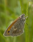 Satyridae Maniola Satyridae Maniola