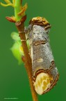 Phalera bucephala (Linnaeus, 1758) Phalera bucephala (Linnaeus, 1758)