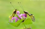 Libelloides coccajus - maschio e femmina Libelloides coccajus - maschio e femmina